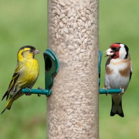 ptice na hranilniku semen