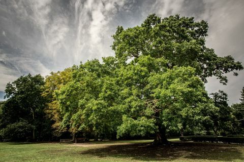 Hrast Gilwell - Drevo leta - Woodland Trust - Martyn Milner WTML