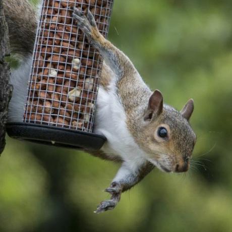 Siva veverica je ujela krasti ptičje matice