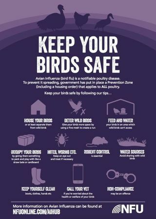 Kako letos zaščititi perutnino pred ptičjo gripo
