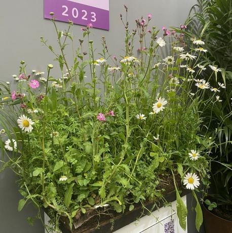 rhs razglasi zmagovalca nagrade za trajnostni vrtni izdelek leta