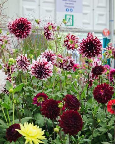 september 2021, razstava cvetja rhs chelsea, london, anglija, uk cvetje na ogled v velikem paviljonu dalije