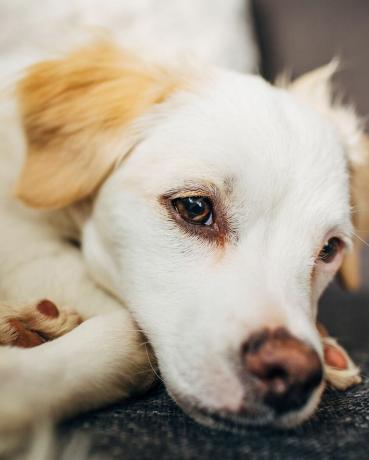 portret majhnega belega psa pasme kokoni, ki zvit počiva v domači notranjosti