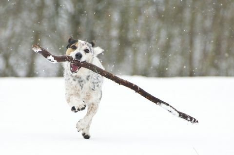 Jack Russell, ki teče s palico v snegu