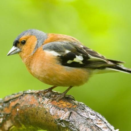 Chaffinch