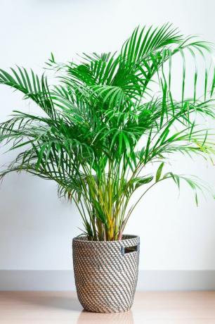 priljubljene sobne rastline areca palm, chrysalidocarpus lutescens, v pleteni košari, izolirane pred belo steno na lesenem podu