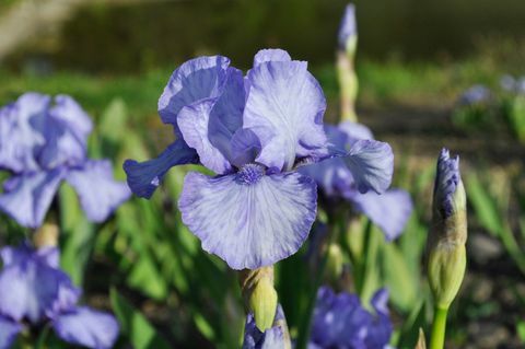 iris cvet