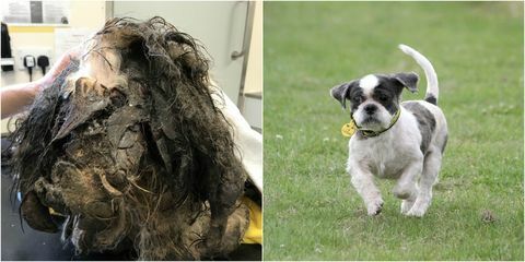 Transformacija pasjega psa - matirano krzno