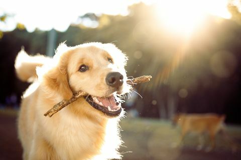 srčkan vesel pes, ki se igra s palico