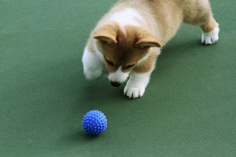 Psi bolje preganjajo kroglice modre barve kot rdeče ali zelene, razkrivajo nove raziskave