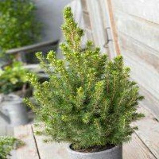 Picea glauca Conica - pritlikava smreka alberta