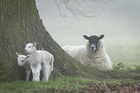 Ovce in jagnje v Ickworthu - National Trust Justin Morris