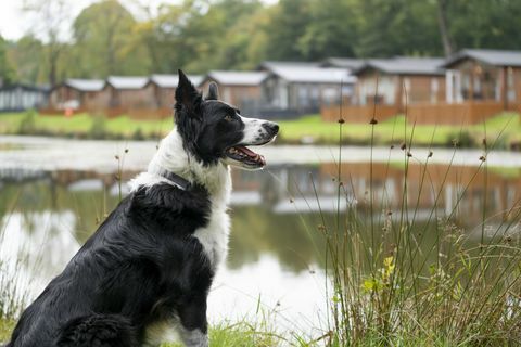 vaš pes bi lahko pregledal počitniške hiše v Devonu