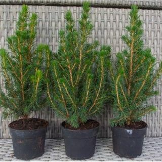 Mini božična drevesca - Picea - Idealna za okrasitev mize