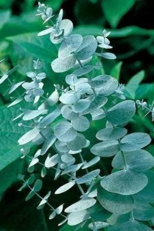 Semena evkaliptusa "Silver Drop"