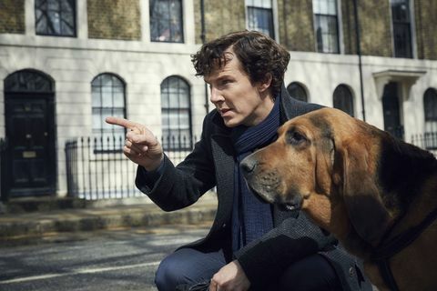 Benedict Cumberbatch kot Sherlock z goničem v TV-oddaji BBC