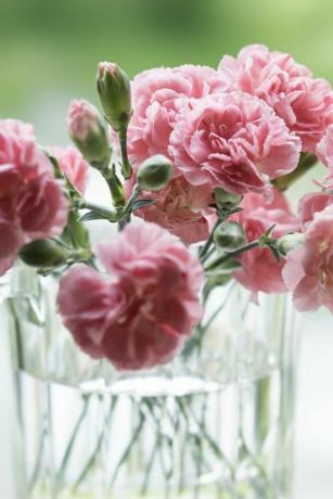terasa koče, rožnati nageljni posvečeni materinemu dnevu na ozadju narave približno 15 rožnatih cvetov nageljnov je posajenih v stekleno skledo v mehki svetlobi, na svežo zeleno