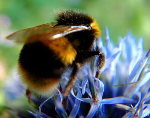 Ta trik bi vam lahko pomagal rešiti življenje čebelarja