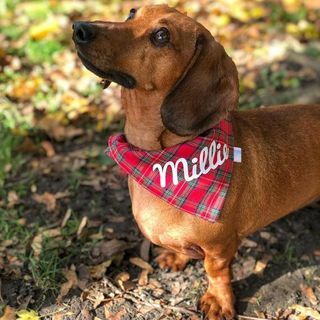 Božična pasja tartan bandana 