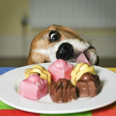 Pes poskuša lizati krožnik francoskih domiselnih tort
