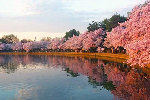 Japonska bo v Veliki Britaniji posadila 1.000 svojih ikoničnih dreves češnjevih cvetov