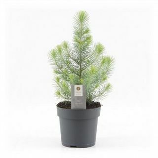 Mini božično drevo - Silver Crest Pine