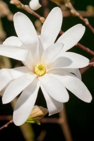 Kraljevska zvezdna magnolija
