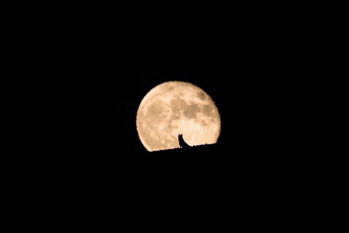 silhueta psa volka, ki opazuje vzhajanje polne lune, polna luna in silhueta, fotografija hišnih ljubljenčkov, noč čarovnic