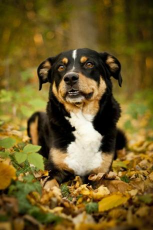 appenzeller sennenhund - najboljši psi čuvaji