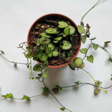 rastlina s srčki v plastičnem loncu, posneta od zgoraj na beli površini, botanični pogled od zgoraj, ravno polaganje, prostor za kopiranje