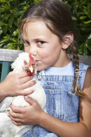 CDC svari pred poljubljanjem piščancev