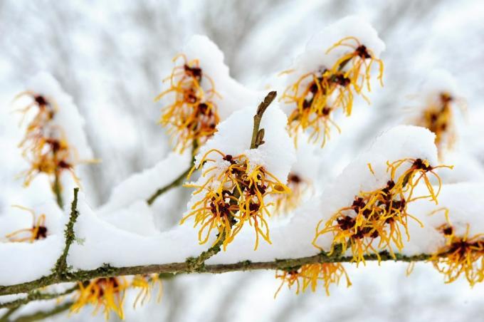 Slika od blizu spomladanskega cvetenja Hamamelis - rumeni cvetovi čarovnic, prekriti v snegu