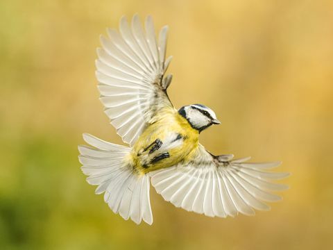 fotografiranje ptic vrt divjih živali