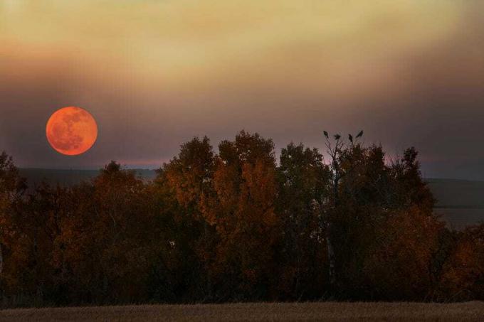 žetvena luna, ki vzhaja nad jesenskimi drevesi s pticami, ki sedijo na njih