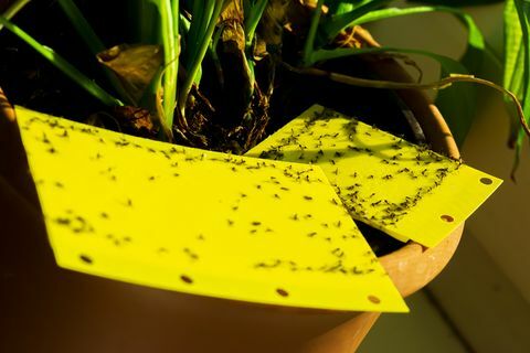rumena lepljiva past v sobni rastlini pt