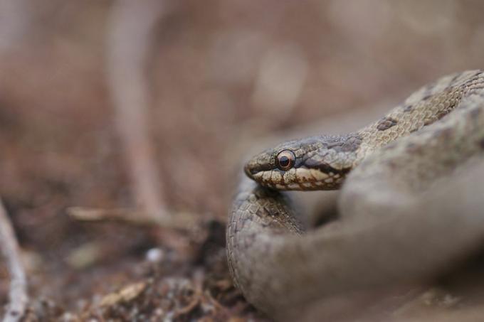 springwatch rspb arne dorset