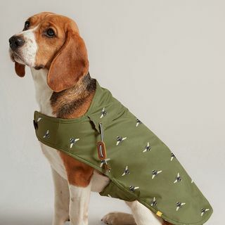 Olivno zelena povoščena pasja jakna 