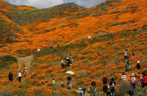 Vlažno zimsko vreme v Kalifornijo prinaša "Super cvet" divjih cvetov