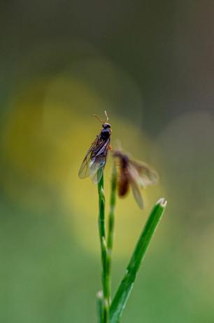 rumena travniška mravlja, lasius flavus, kraljice, ki se dvigajo iz tal, da bi poletele, da bi ustanovile novo gnezdo
