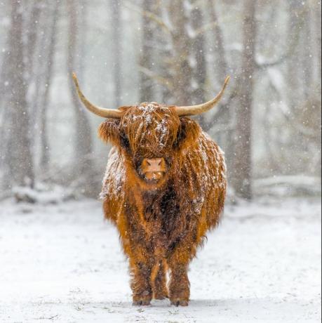 živali v snegu uk