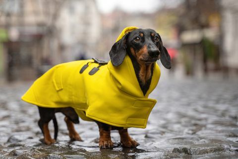srčkan pes jazbečar, črnorjav, oblečen v rumen dežni plašč stoji v luži na mestni ulici