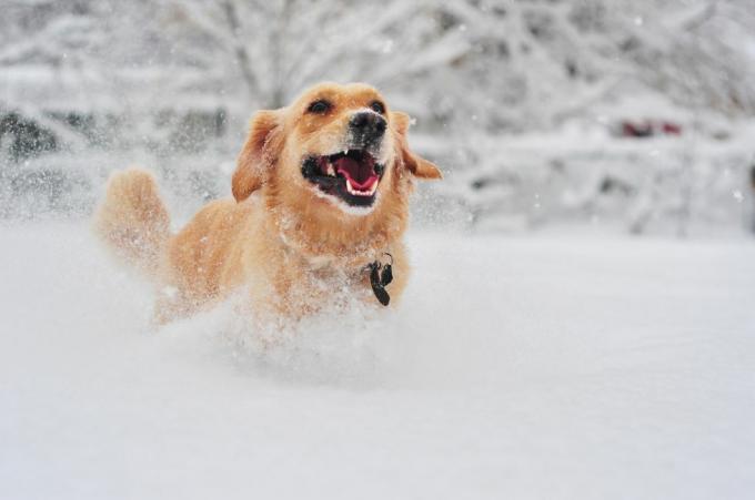pes zlati prinašalec teče po svežem snegu