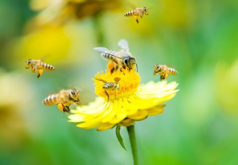 Čebele na cvetu marjetice