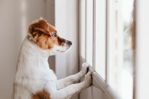 pes gleda skozi okno