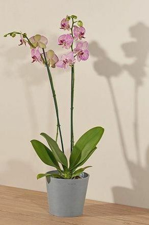 Tropska orhideja