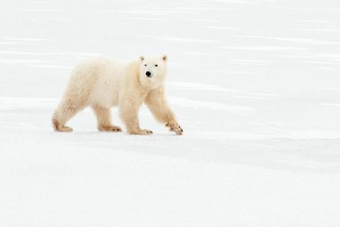 polarni medved