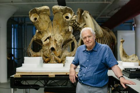 David Attenborough in velikanski slon Džumbo