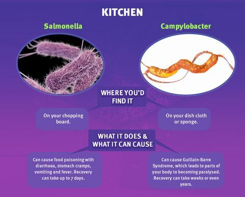 Kuhinjske mikrobe - vzmetnice na spletu