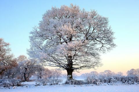 Drevo pokrito v snegu