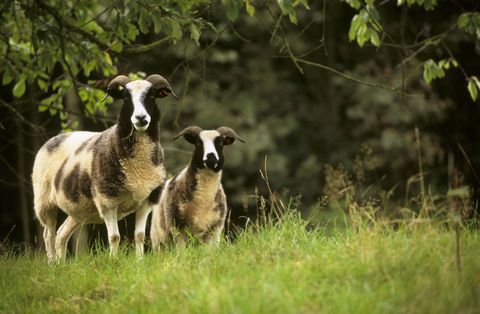 Jakova ovca na posestvu Brockhampton - National Trust Paul Harris